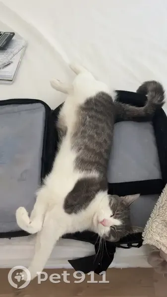 Chatte tigrée perdue à Saint-Étienne - photo