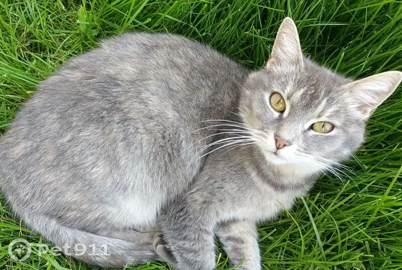 Petite minette grise perdue à Chozeau - photo