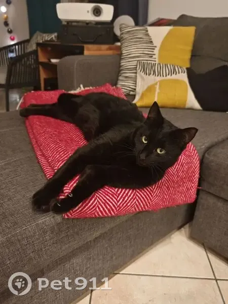 Chat perdu : Moka noir, fin, sociable - photo