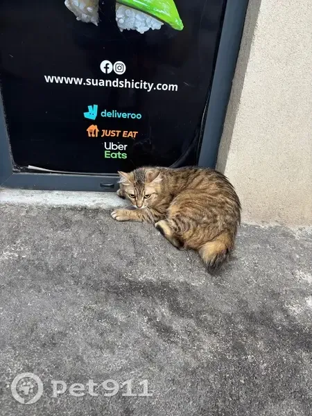 Chat blessé trouvé, apeuré à Marseille - photo