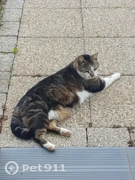 Chat perdu tigré/blanc à Romanswiller - photo