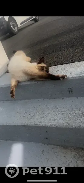 Siamois mâle câlin trouvé à Joué-lès-Tours - photo