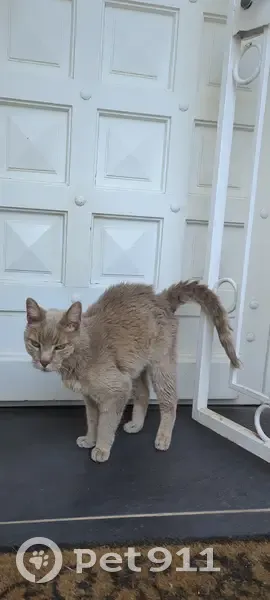 Chat beige clair perdu à Gattières - photo