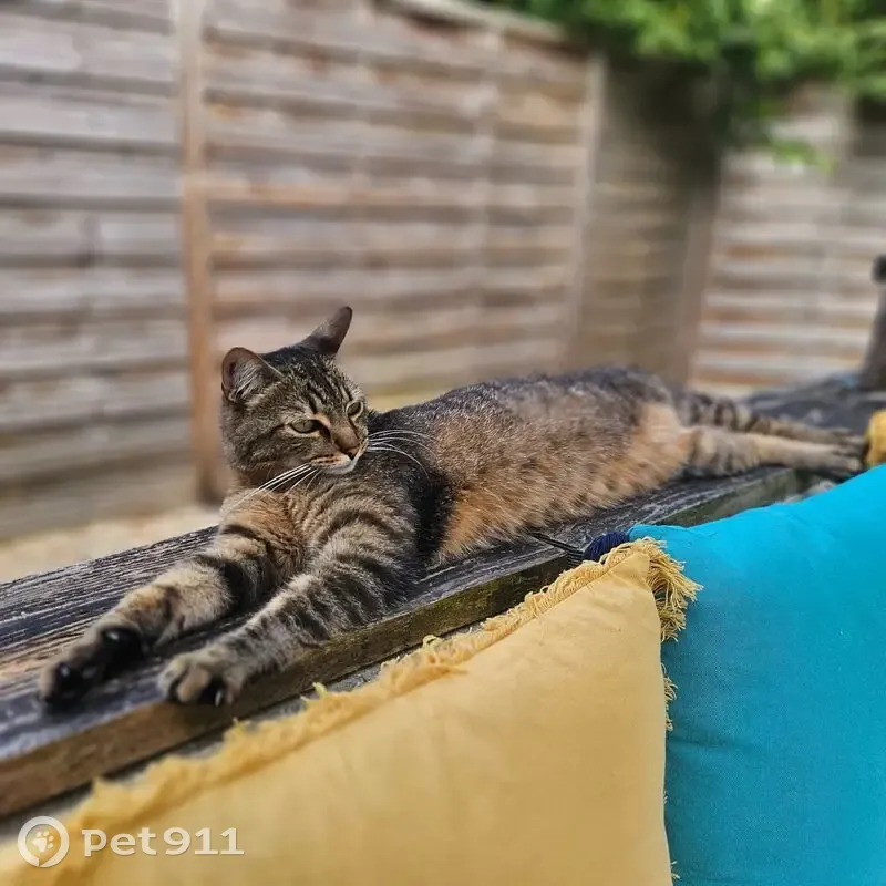 Chatte perdue à Fontaine-le-Comte - photo