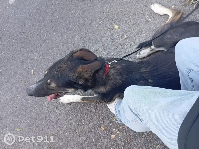 Chien perdu : Tico, berger australien croisé - photo