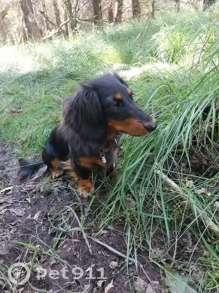 Chien perdu noir-marron, poil long, La Hutte - photo
