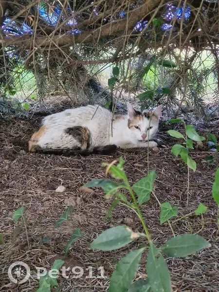 Chatte tricolore trouvée à Nègrepelisse - photo