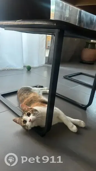Chat perdue câline, Allée des Glycines - photo