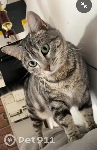 Chatte tigrée perdue à Réalmont - photo