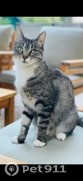 Chatte grise/blanche perdue à St-Laurent-du-Var - photo