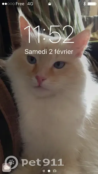 Chat perdu : blanc, oreilles orange, Nogent - photo