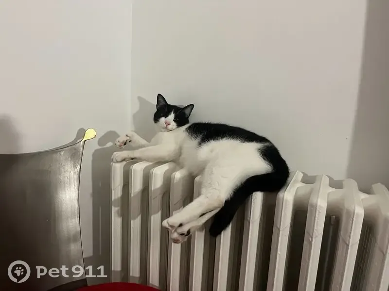 Chat noir et blanc perdu à La Fouillouse - photo