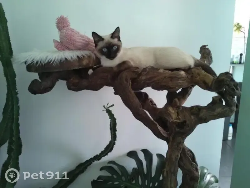 Chat perdu Sacré de Birmanie à Bouaye - photo