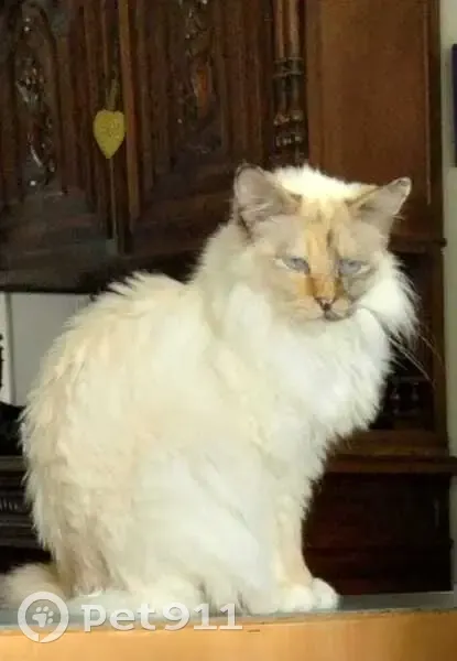 Chatte perdue à Laval, type sacré de Birmanie - photo