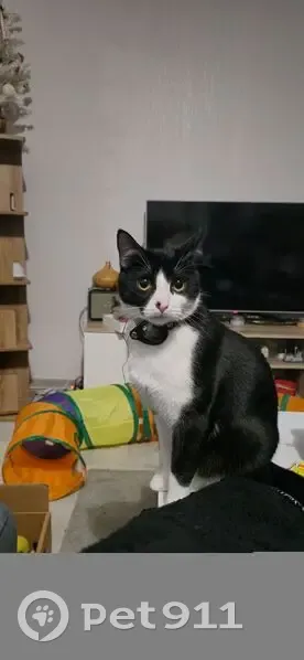 Chat perdu : noir/blanc, tâche nez, Strasbourg - photo