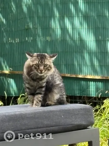 Chat tigré trouvé à Claye-Souilly - photo