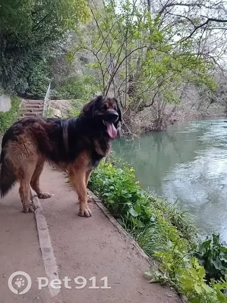 Chien marron perdu à Grasse le 13 juillet - photo