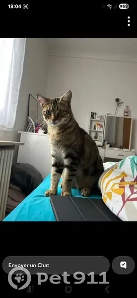 Chat perdu à Maxéville depuis le 22 juin - photo