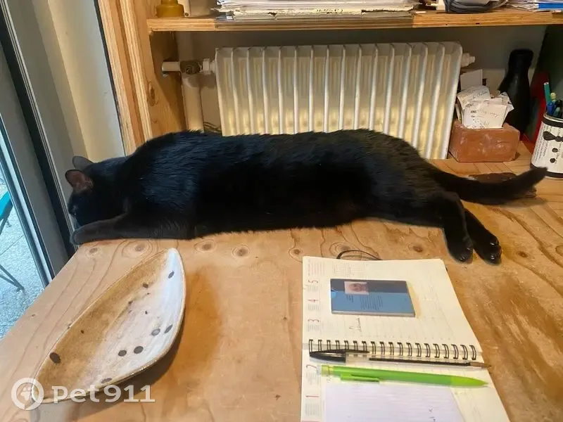 Chat noir perdu à Carqueiranne - photo