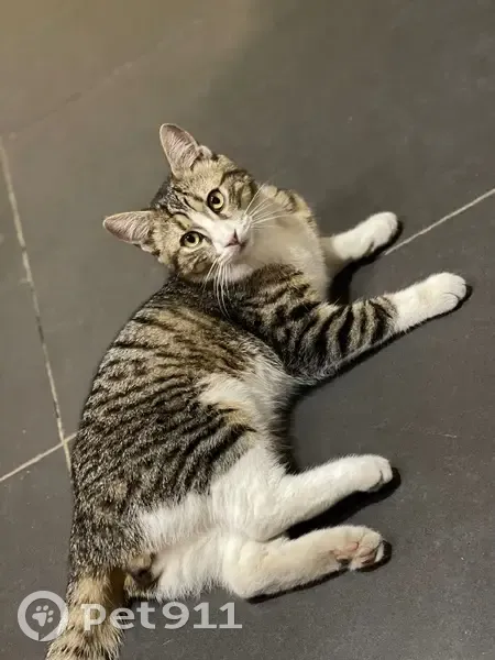 Chat perdu à Bédoin : Chaplin, 1 an, castré - photo