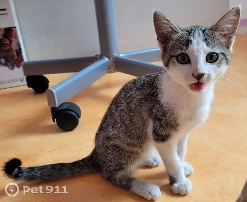 Chaton trouvé, 2 mois, rue de Valenciennes - photo