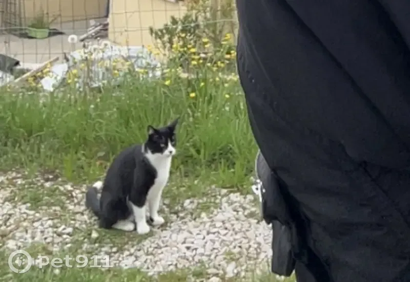 Chat noir et blanc perdu à Monistrol - photo
