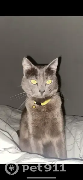 Chat gris perdu, collier jaune, Agde - photo