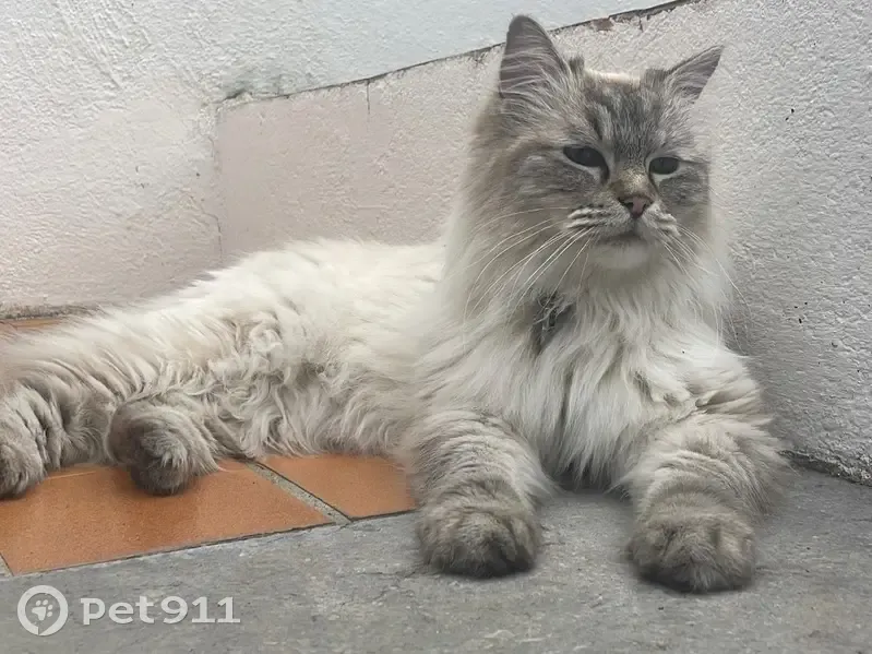 Chatte Ragdoll blanche perdue à l'Escala - photo