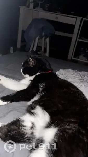 Chatte perdue, noire et blanche, Besançon - photo
