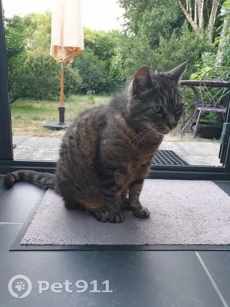 Chat tigré perdu à Saint-Avertin - photo