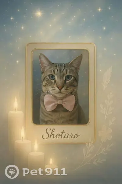 Chat tigré gris perdu à Marseille - photo