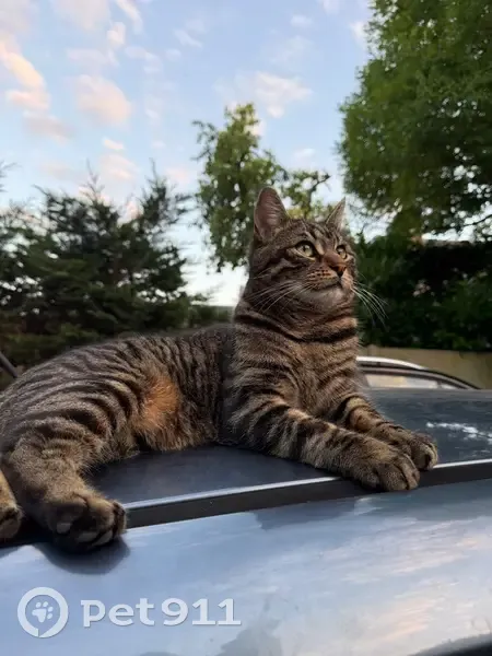 Chat tigré perdu à Saint-Jean-le-Blanc - photo