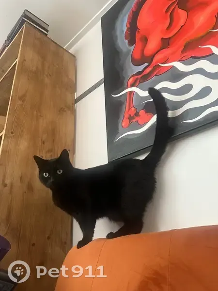 Chat noir perdu, petit et timide, Lille - photo