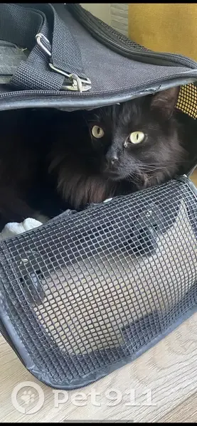 Chat noir à longs poils perdu à Créteil - photo