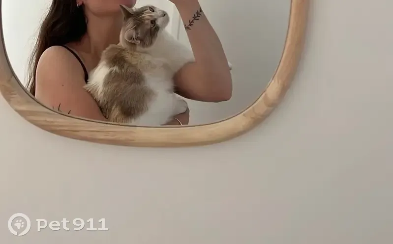 Chatte perdue Bulle, câline et sociable - photo