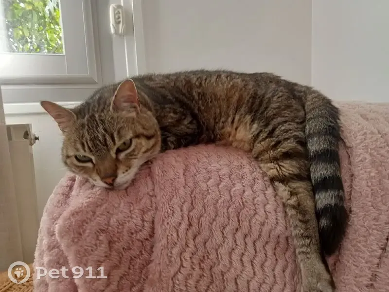 Chatte tigrée 13 ans perdue à Perpignan - photo