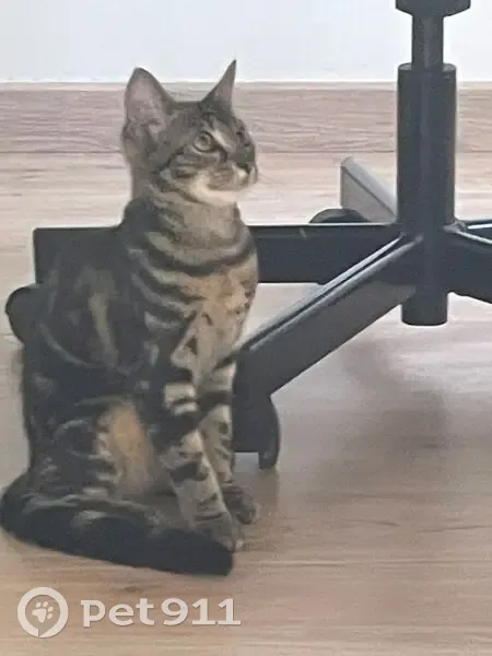 Chaton femelle trouvée à Argenteuil - photo