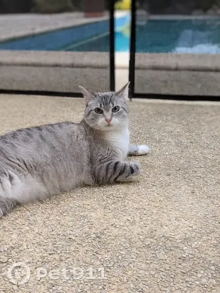 Chat beige/gris perdu à Flourens - photo