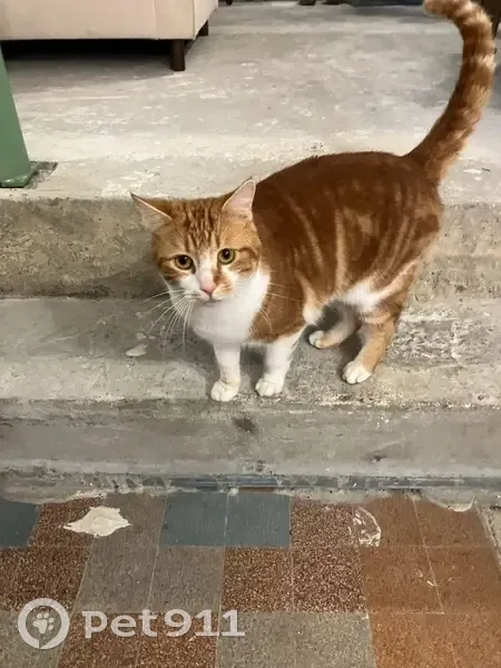 Chat roux-blanc perdu à Nantes - photo