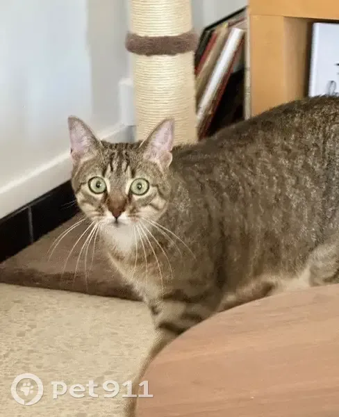 Chat européen perdu à Toulon, très peureux - photo