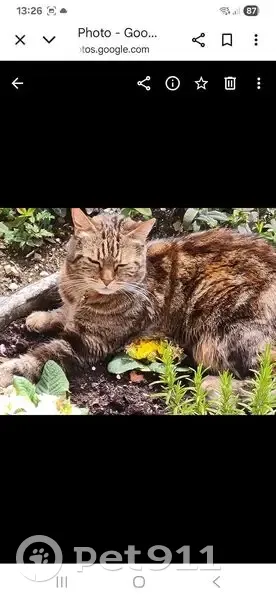 Chatte grise perdue, 13 ans, Chatou - photo