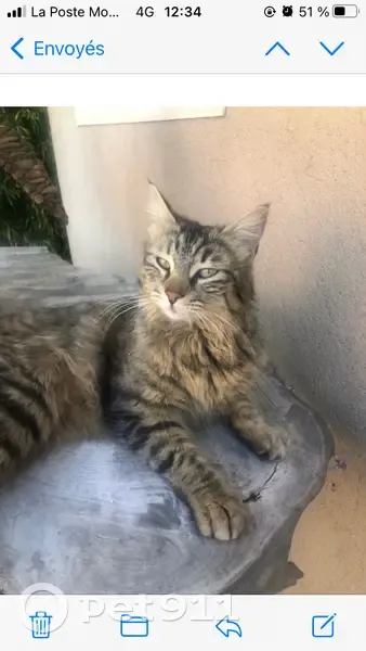 Chatte perdue à Hyères, sociable et jeune - photo