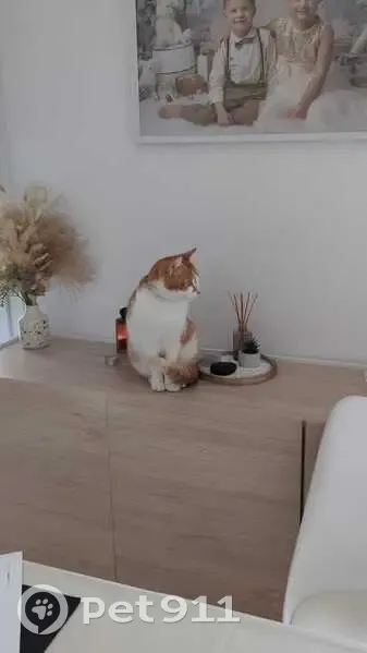 Chat roux et blanc perdu à Nîmes - photo