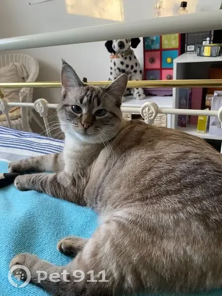 Perdu : Chat gris Merlin à Agde - photo