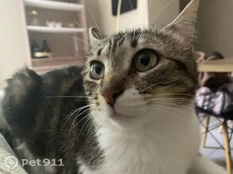 Chatte perdue, tigre, tâche œil, Cabrières - photo