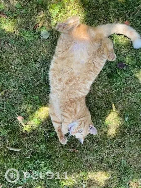 Chat roux perdu à Fismes : Tsuki, gentil et curieux - photo