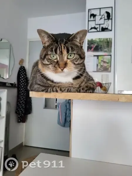 Chatte tigrée Ninouche perdue à Colombelles - photo