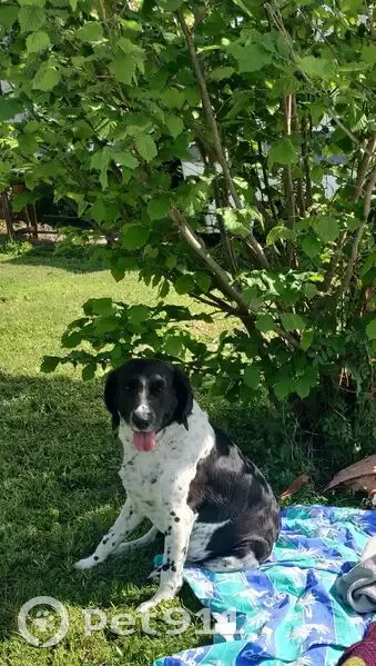 Chienne perdue : croisée labrador/jack, Nîmes - photo