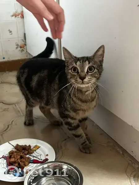 Chatte tigrée trouvée Rue Haute, Doulevant - photo