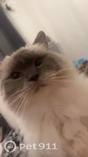 Chat perdu : blanc, tête/patte grises, Elne - photo